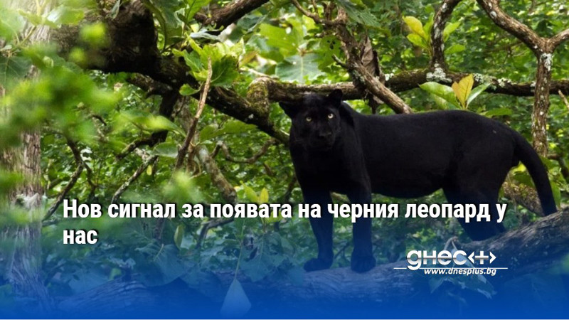 Нов сигнал за появата на черния леопард у нас