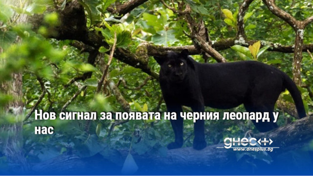 Нов сигнал за появата на черния леопард у нас