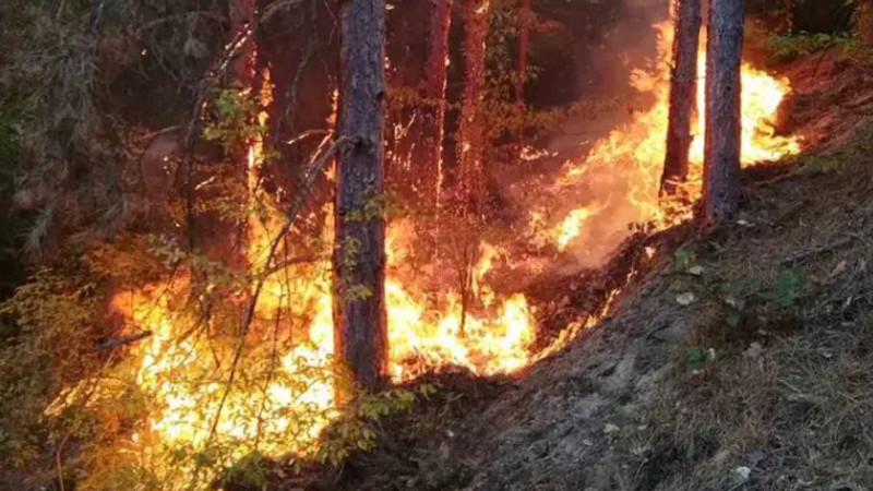 Огромен горски пожар в района на Кавала