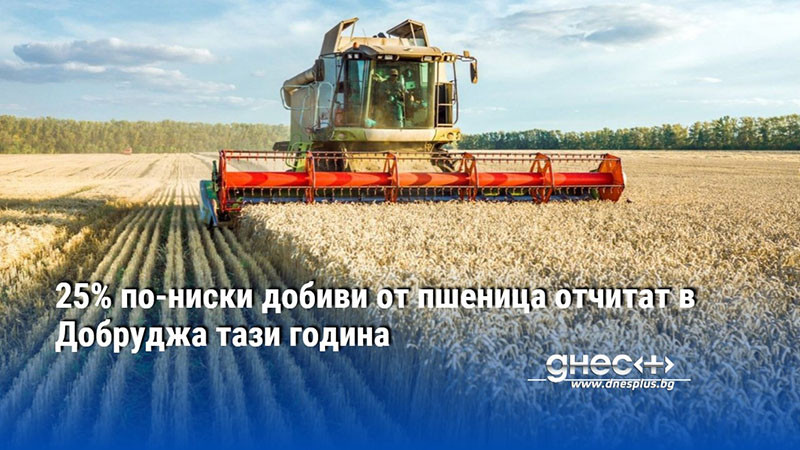 25% по-ниски добиви от пшеница отчитат в Добруджа тази година