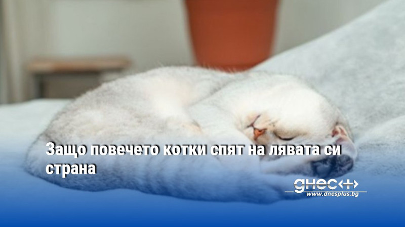 Защо повечето котки спят на лявата си страна
