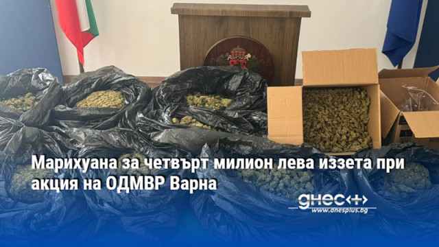 Марихуана за четвърт милион лева иззета при акция на ОДМВР Варна