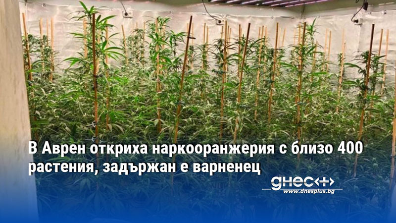 В Аврен откриха наркооранжерия с близо 400 растения, задържан е варненец