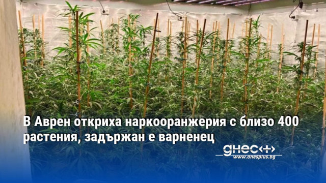 В Аврен откриха наркооранжерия с близо 400 растения, задържан е варненец