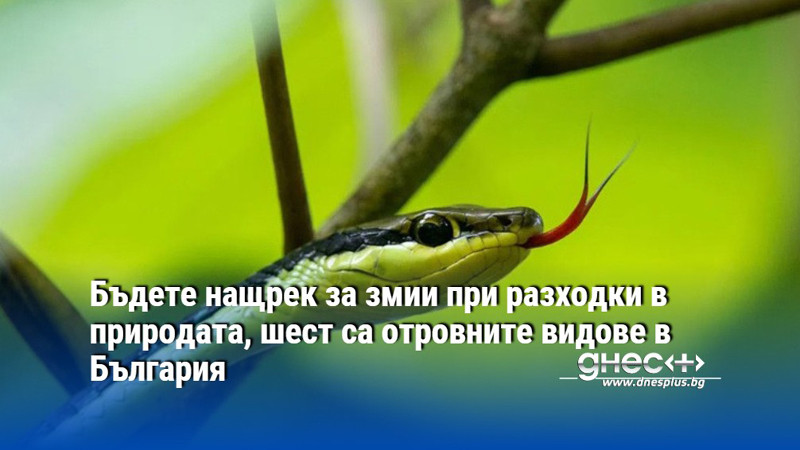 Бъдете нащрек за змии при разходки в природата, шест са отровните видове в България