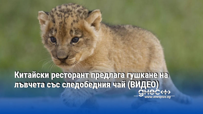 Китайски ресторант предлага гушкане на лъвчета със следобедния чай (ВИДЕО)
