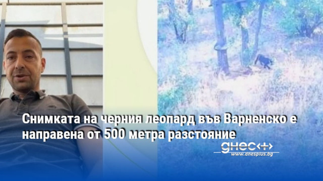 Снимката на черния леопард във Варненско е направена от 500 метра разстояние