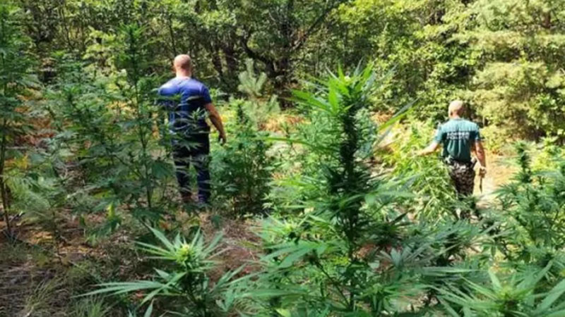 Гранични полицаи от Кюстендил разкриха в планината Огражден 6 ниви с 526 канабисови растения