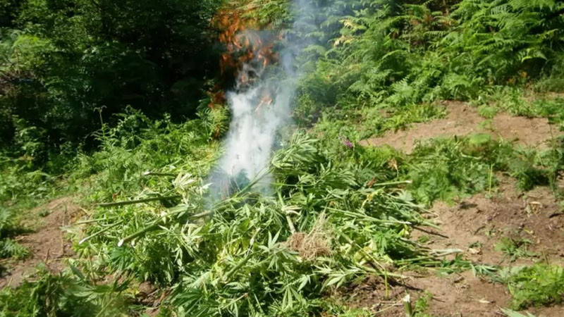 Гранични полицаи от Кюстендил разкриха в планината Огражден 6 ниви с 526 канабисови растения