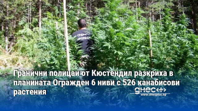 Гранични полицаи от Кюстендил разкриха в планината Огражден 6 ниви с 526 канабисови растения