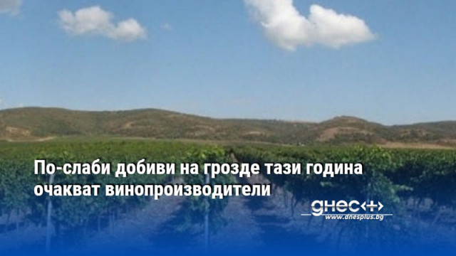 По-слаби добиви на грозде тази година очакват винопроизводители