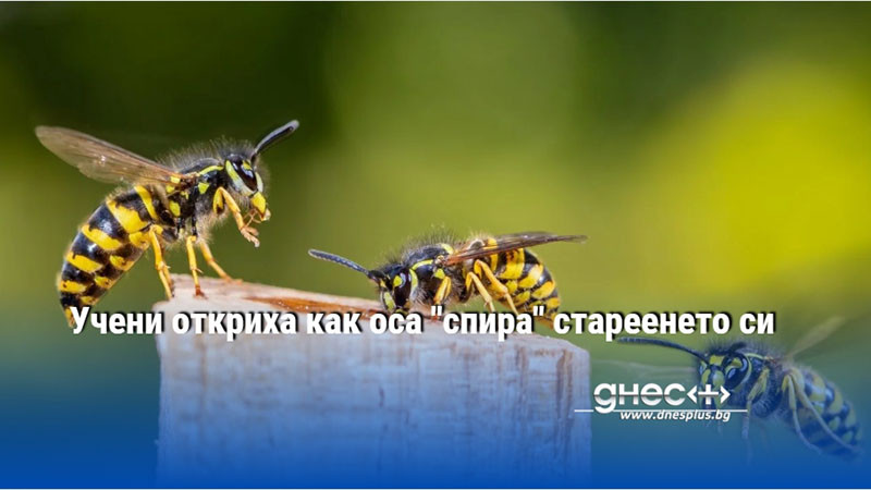 Учени откриха как оса "спира" стареенето си