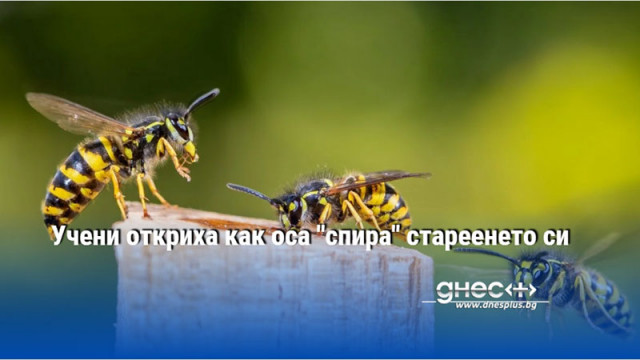 Учени откриха как оса "спира" стареенето си