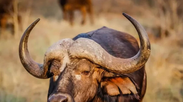Разярен бивол "Черна смърт" уби американски милионер в Южна Африка