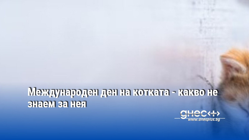 Международен ден на котката - какво не знаем за нея