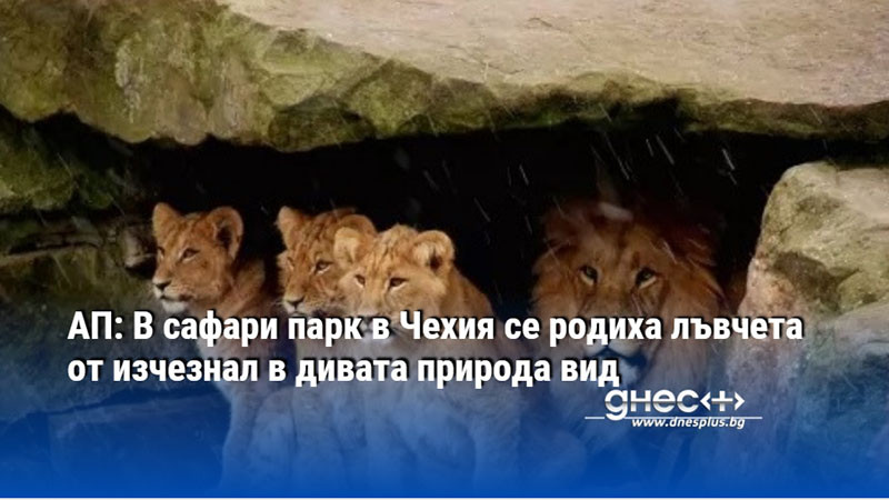 АП: В сафари парк в Чехия се родиха лъвчета от изчезнал в дивата природа вид