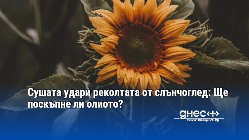 Сушата удари реколтата от слънчоглед: Ще поскъпне ли олиото?