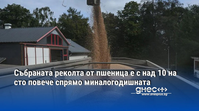 Събраната реколта от пшеница е с над 10 на сто повече спрямо миналогодишната