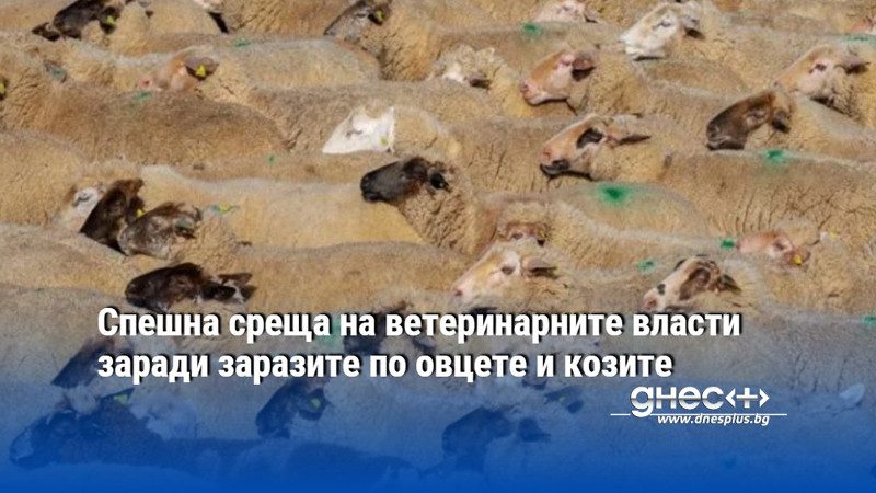 Спешна среща на ветеринарните власти заради заразите по овцете и козите