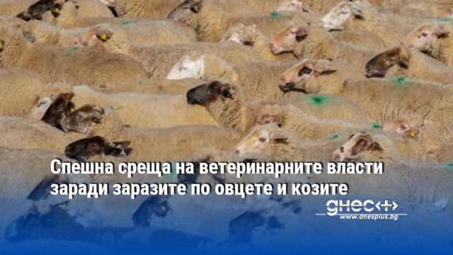 Спешна среща на ветеринарните власти заради заразите по овцете и козите