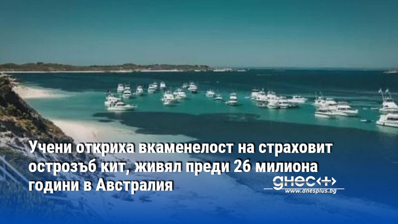 Учени откриха вкаменелост на страховит острозъб кит, живял преди 26 милиона години в Австралия