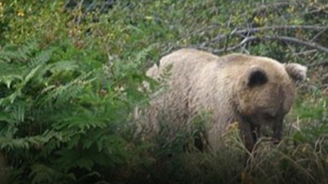 Мечка стресна минувачи в градския парк на Троян и вдигна на крак властите