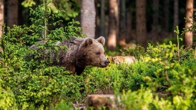 Забелязаха мечка в градския парк в Троян