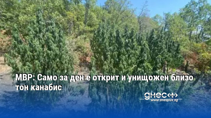 МВР: Само за ден е открит и унищожен близо тон канабис