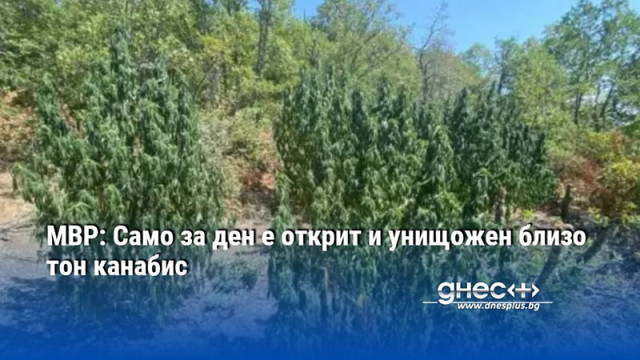 МВР: Само за ден е открит и унищожен близо тон канабис