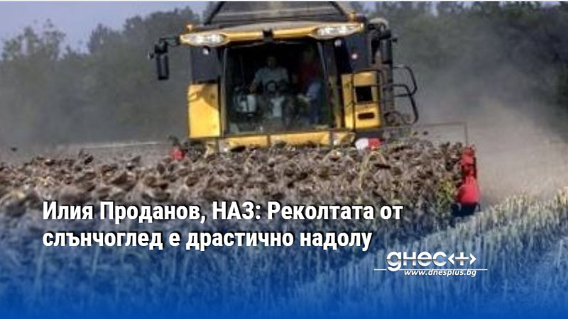 Илия Проданов, НАЗ: Реколтата от слънчоглед е драстично надолу