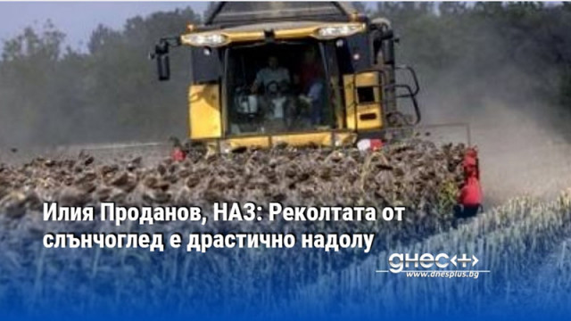 Илия Проданов, НАЗ: Реколтата от слънчоглед е драстично надолу