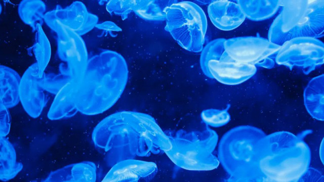 Увеличават се токсичните медузи на гръцките плажове