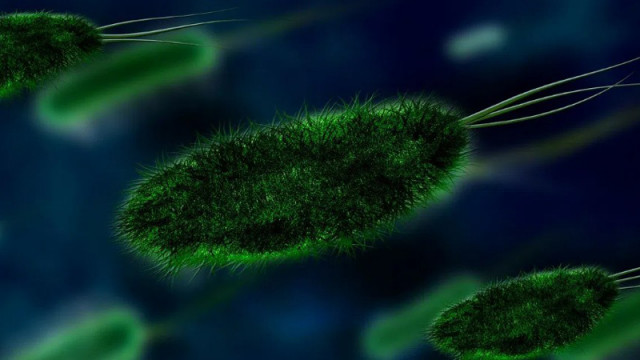 Първи случай на човек, заразен с паразитен червей в САЩ