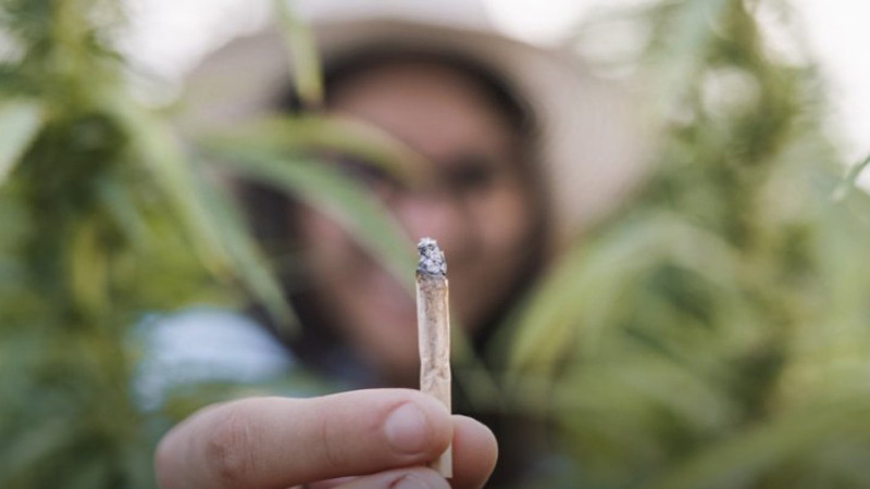 Канабис с високо съдържание на THC "отключва" шизофрения и психози