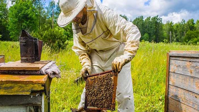 Пчелари се оплакват, че ще останат без финансиране