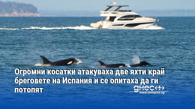 Огромни косатки атакуваха две яхти край бреговете на Испания и се опитаха да ги потопят