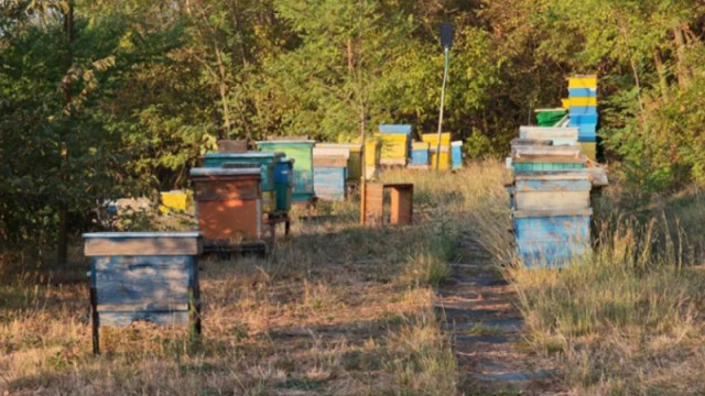 Мечки всяха страх в казанлъшкото село Ясеново: Унищожени са над 100 кошера и овошки
