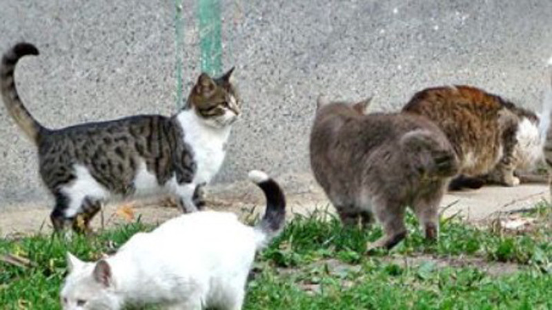 Община Варна планира кастрации на бездомни котки в партньорство с ветеринарни клиники