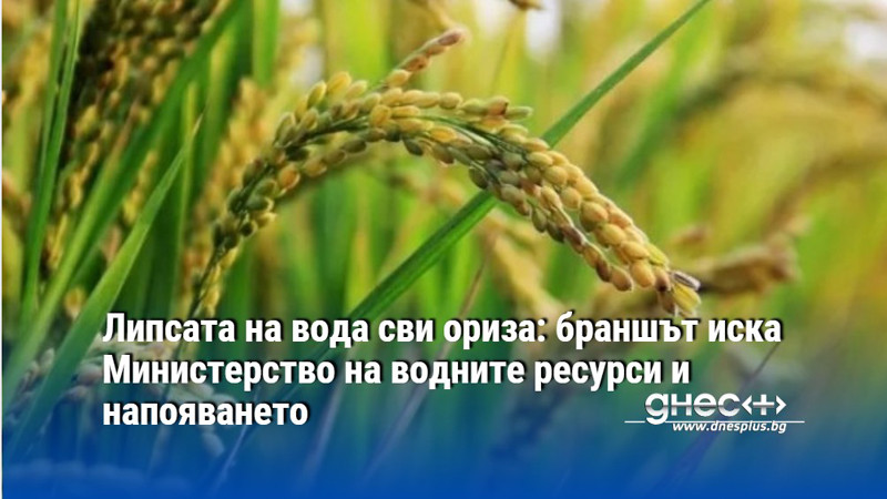 Липсата на вода сви ориза: браншът иска Министерство на водните ресурси и напояването