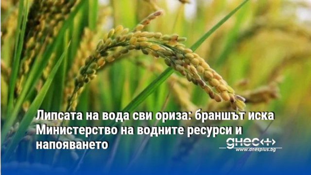 Липсата на вода сви ориза: браншът иска Министерство на водните ресурси и напояването