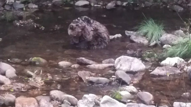 Спасиха ранено двегодишно мече