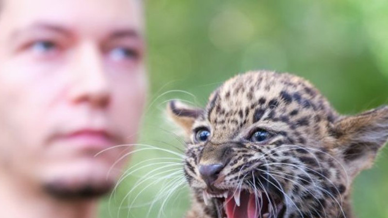 Още едно новородено леопардче представи варненският зоокът