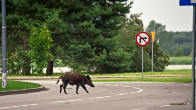 Двама младежи са в болница след сблъсък на кола с глиган и удар в дърво на улица в Ямбол