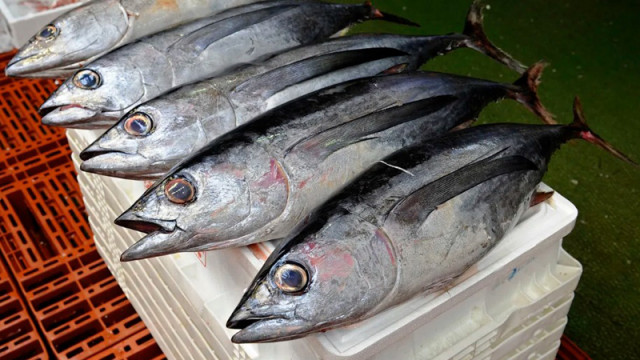 Какви са причините да няма паламуд на пазара?