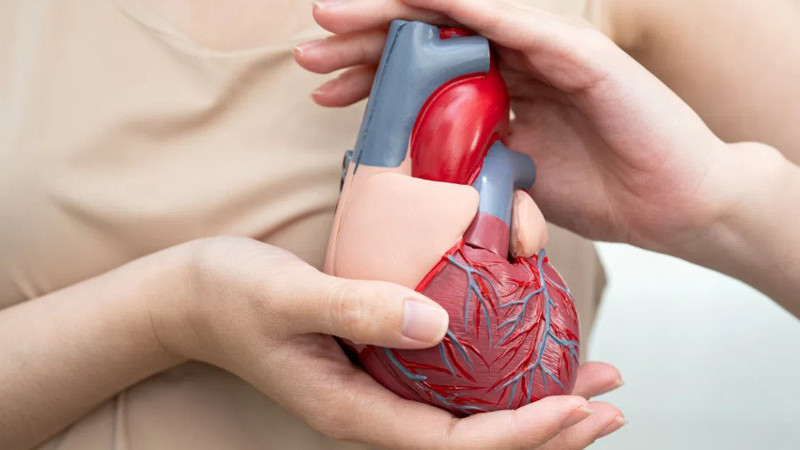 Проф. Петров: У нас изобилстват рисковите фактори за сърдечно-съдови заболявания