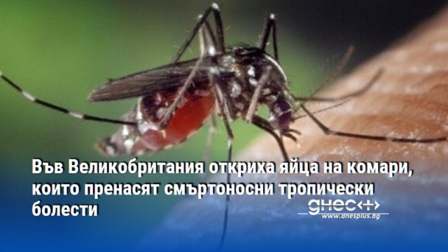 Във Великобритания откриха яйца на комари, които пренасят смъртоносни тропически болести