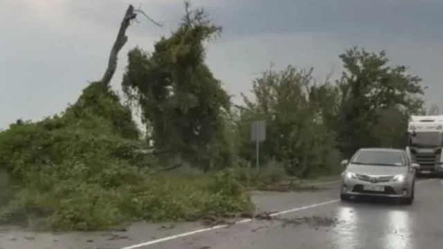 Бурен вятър и порен дъжд събориха дървета в Русенско