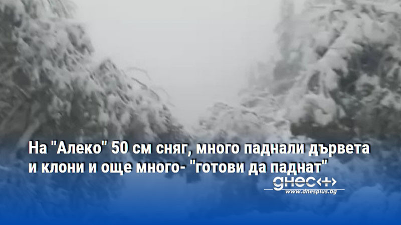 На "Алеко" 50 см сняг, много паднали дървета и клони и още много- "готови да паднат"