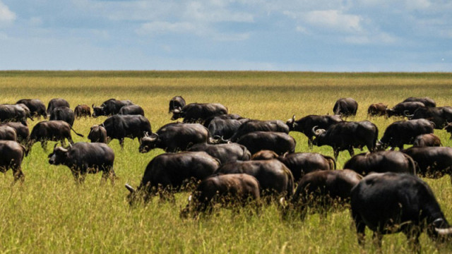 Определиха сумата за подпомагане на говедовъди и биволовъди