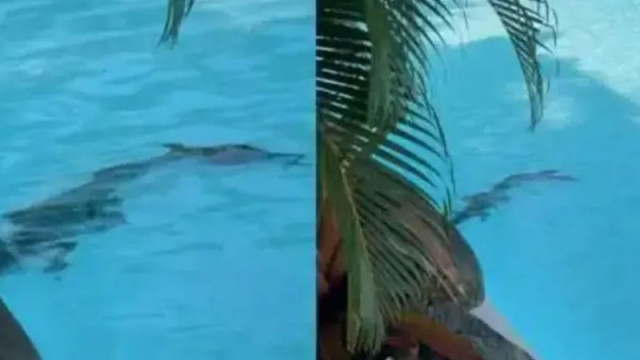 Необичайна изненада: Крокодил плува в басейн в 5-звезден хотел